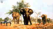 davidshepherd-africanlandscape