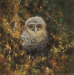 david-shepherd-babytawny