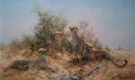 davidshepherd-cheetahsilk
