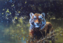 davidshepherd-cooltiger