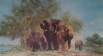 davidshepherd-elephantsandegrets