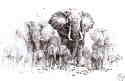 davidshepherd-elephantssketch