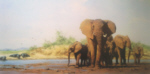 davidshepherd-eveninginafrica